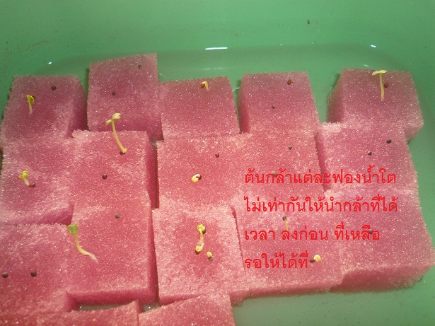 ง่ายจริงนะ! ปลูกผักไฮโดรโปนิกส์ปลอดสารพิษด้วยตัวเอง