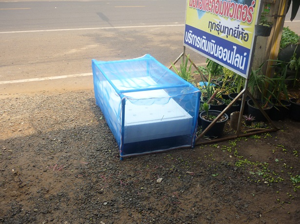 ง่ายจริงนะ! ปลูกผักไฮโดรโปนิกส์ปลอดสารพิษด้วยตัวเอง