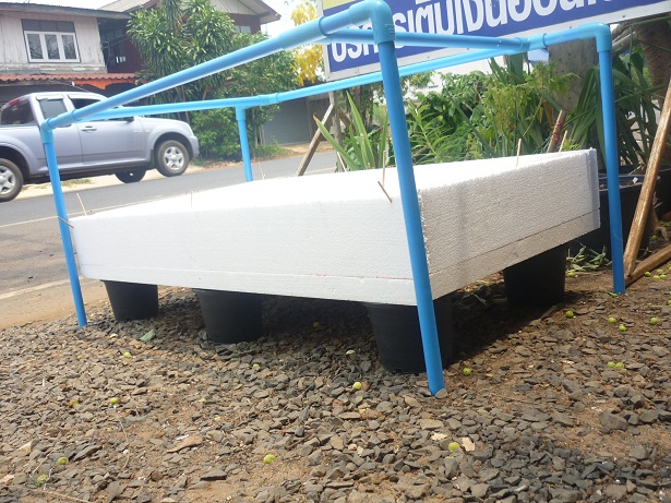 ง่ายจริงนะ! ปลูกผักไฮโดรโปนิกส์ปลอดสารพิษด้วยตัวเอง