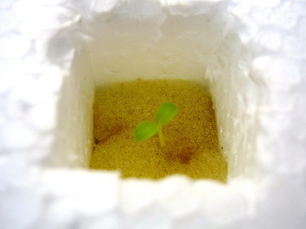 ง่ายจริงนะ! ปลูกผักไฮโดรโปนิกส์ปลอดสารพิษด้วยตัวเอง