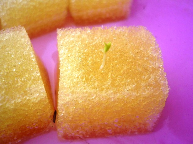 ง่ายจริงนะ! ปลูกผักไฮโดรโปนิกส์ปลอดสารพิษด้วยตัวเอง