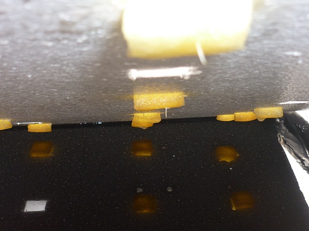 ง่ายจริงนะ! ปลูกผักไฮโดรโปนิกส์ปลอดสารพิษด้วยตัวเอง