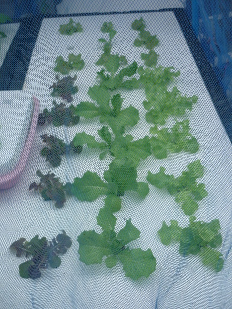 ง่ายจริงนะ! ปลูกผักไฮโดรโปนิกส์ปลอดสารพิษด้วยตัวเอง