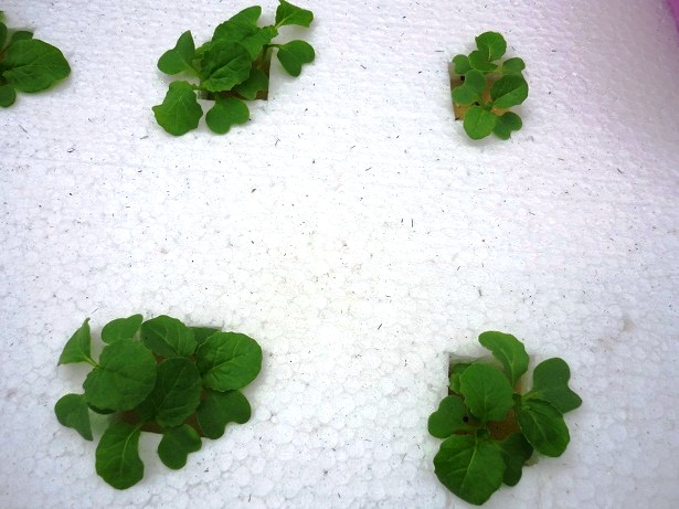 ง่ายจริงนะ! ปลูกผักไฮโดรโปนิกส์ปลอดสารพิษด้วยตัวเอง