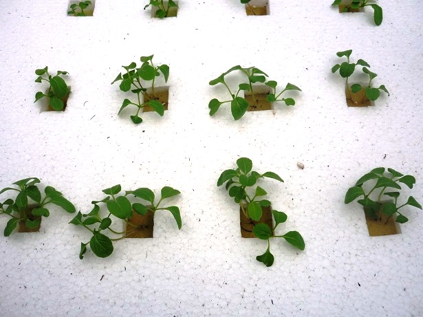 ง่ายจริงนะ! ปลูกผักไฮโดรโปนิกส์ปลอดสารพิษด้วยตัวเอง