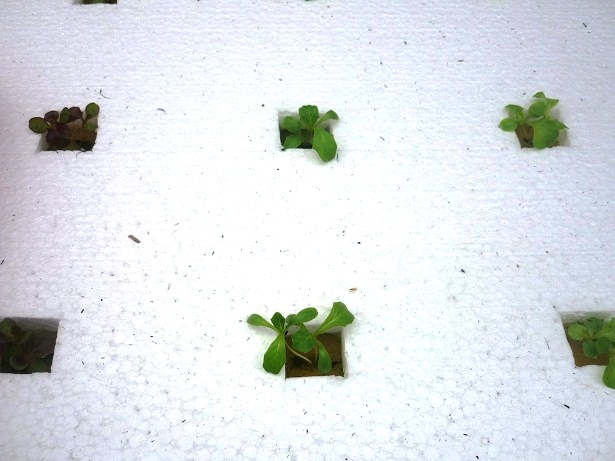 ง่ายจริงนะ! ปลูกผักไฮโดรโปนิกส์ปลอดสารพิษด้วยตัวเอง