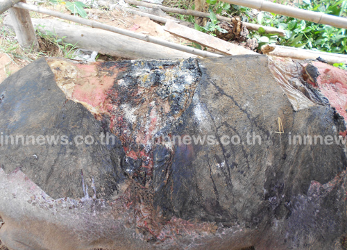 พระองค์เจ้าโสมสวลี ทรงรับกระบือท้องแก่ถูกไฟไหม้