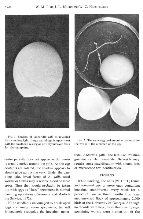 พยาธิอยู่ในไข่ พยาธิอยู่ในไข่