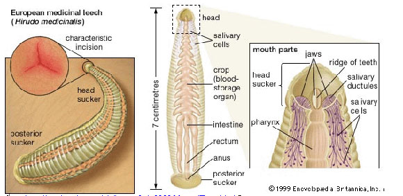 ปลิงดูดสิว เจอชาวเน็ตถาม ต้องเป็นสิวขนาดไหนถึงยอมให้ปลิงดูดหน้า ปลิงดูดสิว เจอชาวเน็ตถาม ต้องเป็นสิวขนาดไหนถึงยอมให้ปลิงดูดหน้า