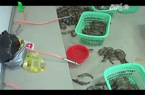 ยืนยัน กุ้งไทยปลอดฉีดสารเพิ่มน้ำหนักกุ้ง ชี้เป็นคลิปประเทศเพื่อนบ้าน ยืนยัน กุ้งไทยปลอดฉีดสารเพิ่มน้ำหนักกุ้ง ชี้เป็นคลิปประเทศเพื่อนบ้าน