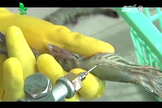 ยืนยัน กุ้งไทยปลอดฉีดสารเพิ่มน้ำหนักกุ้ง ชี้เป็นคลิปประเทศเพื่อนบ้าน ยืนยัน กุ้งไทยปลอดฉีดสารเพิ่มน้ำหนักกุ้ง ชี้เป็นคลิปประเทศเพื่อนบ้าน