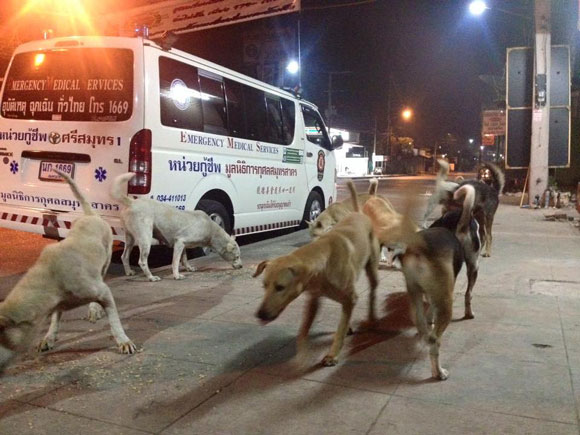 หนุ่มกู้ภัยซื้ออาหารใส่รถพยาบาล เลี้ยงตูบจรจัดนานกว่า 10 ปี หนุ่มกู้ภัยซื้ออาหารใส่รถพยาบาล เลี้ยงตูบจรจัดนานกว่า 10 ปี