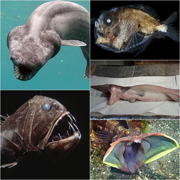 10 สัตว์น้ำน่าสะพรึง ราวสัตว์ประหลาดหลุดจากในหนัง 10 สัตว์น้ำน่าสะพรึง ราวสัตว์ประหลาดหลุดจากในหนัง