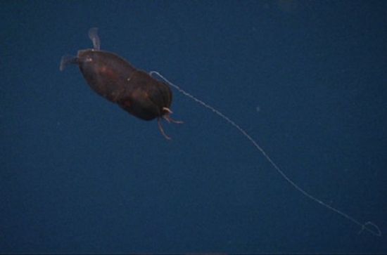 10 สัตว์น้ำน่าสะพรึง ราวสัตว์ประหลาดหลุดจากในหนัง 10 สัตว์น้ำน่าสะพรึง ราวสัตว์ประหลาดหลุดจากในหนัง