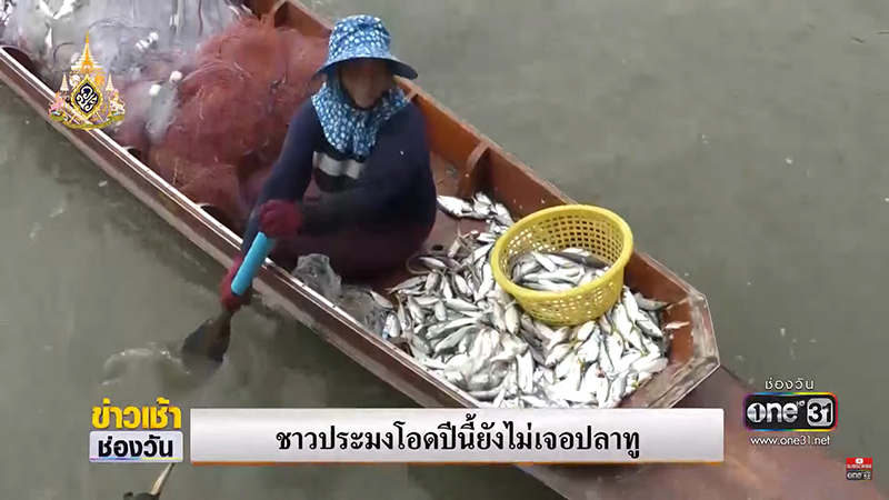 วิกฤต ปลาทูไทย วิกฤต ปลาทูไทย