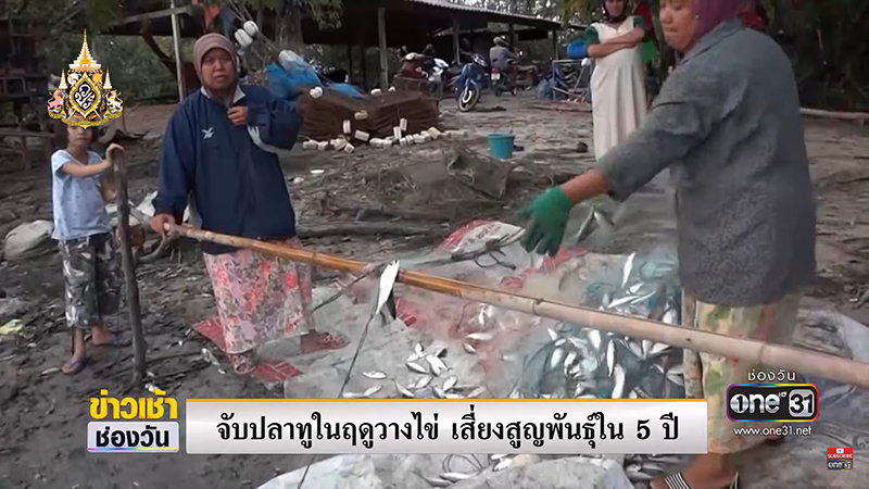 วิกฤต ปลาทูไทย วิกฤต ปลาทูไทย