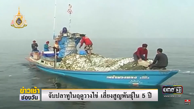 วิกฤต ปลาทูไทย วิกฤต ปลาทูไทย