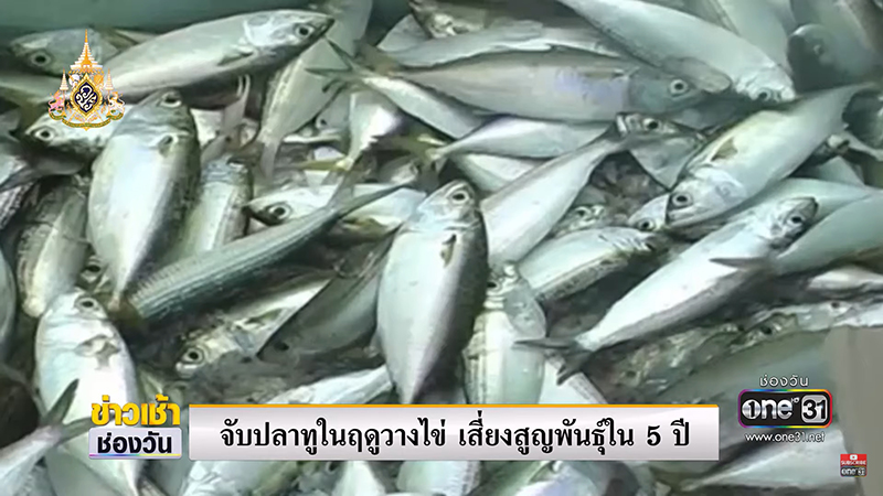 วิกฤต ปลาทูไทย วิกฤต ปลาทูไทย
