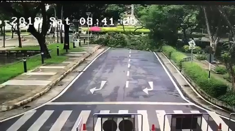 สะเทือนใจชาวจุฬาฯ.. เผยภาพนาทีต้นจามจุรีที่ ร.9 ทรงปลูกล้มลงหลังพายุฝนกระหน่ำ สะเทือนใจชาวจุฬาฯ.. เผยภาพนาทีต้นจามจุรีที่ ร.9 ทรงปลูกล้มลงหลังพายุฝนกระหน่ำ