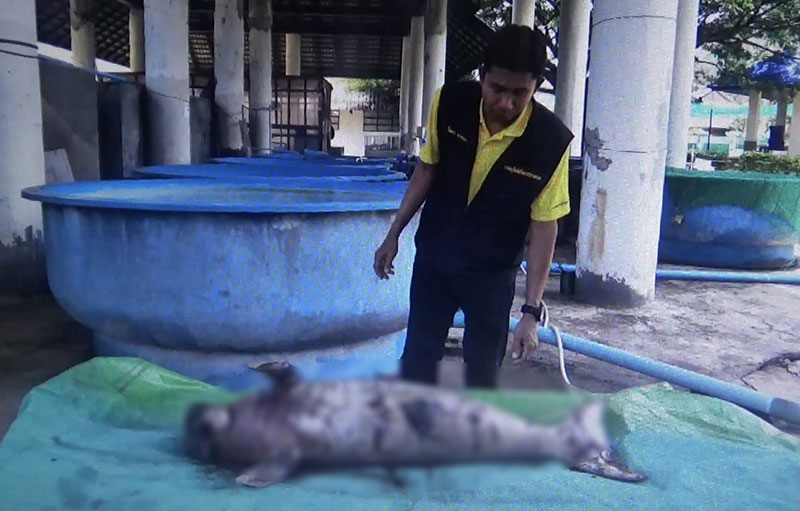 ลูกพะยูน เกยตื้นตาย ลูกพะยูน เกยตื้นตาย