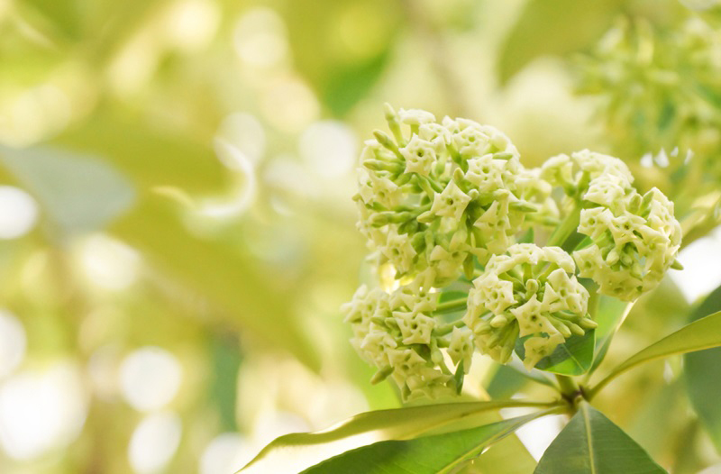 ชาวบ้านเหม็นกลิ่นต้นตีนเป็ด บานพร้อมกันสิบต้น ไม่ไหวจะทน ต้องย้ายไปอยู่ที่อื่น-ดมจนป่วย ! ชาวบ้านเหม็นกลิ่นต้นตีนเป็ด บานพร้อมกันสิบต้น ไม่ไหวจะทน ต้องย้ายไปอยู่ที่อื่น-ดมจนป่วย !