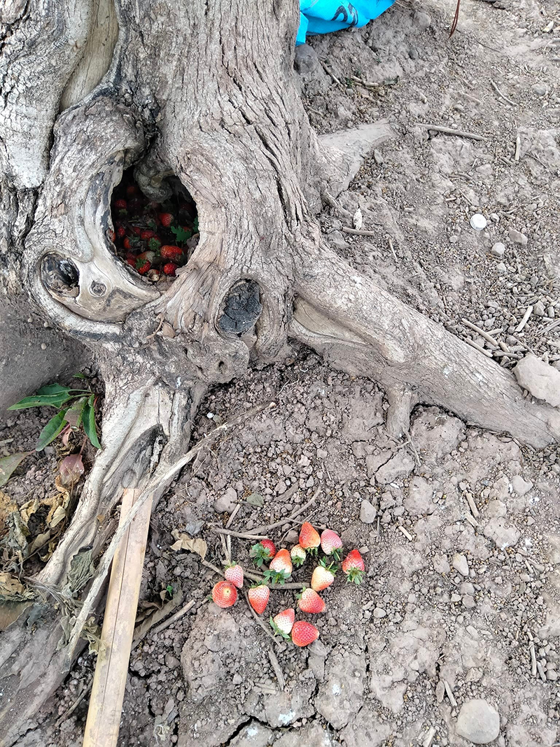 เก็บสตรอว์เบอร์รีแต่ไม่อยากจ่ายเงิน แอบซุกทิ้งตอไม้ เศรษฐกิจแบบนี้ยังทำกันลง ! เก็บสตรอว์เบอร์รีแต่ไม่อยากจ่ายเงิน แอบซุกทิ้งตอไม้ เศรษฐกิจแบบนี้ยังทำกันลง !