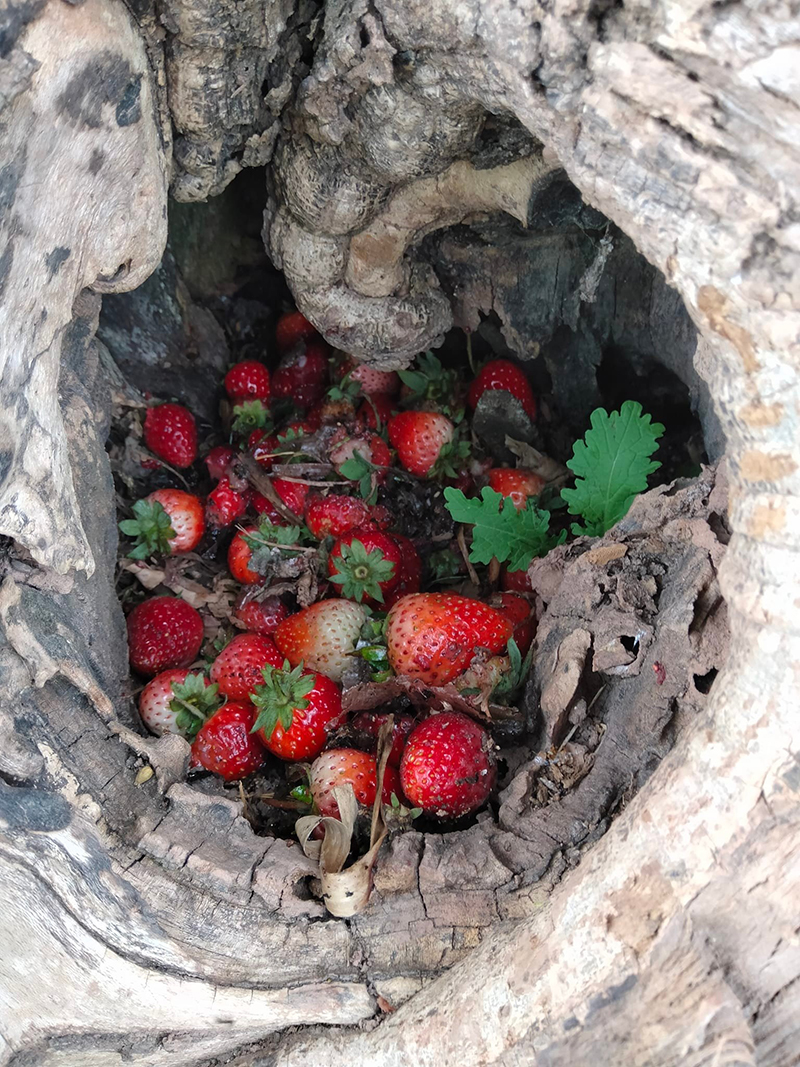 เก็บสตรอว์เบอร์รีแต่ไม่อยากจ่ายเงิน แอบซุกทิ้งตอไม้ เศรษฐกิจแบบนี้ยังทำกันลง ! เก็บสตรอว์เบอร์รีแต่ไม่อยากจ่ายเงิน แอบซุกทิ้งตอไม้ เศรษฐกิจแบบนี้ยังทำกันลง !