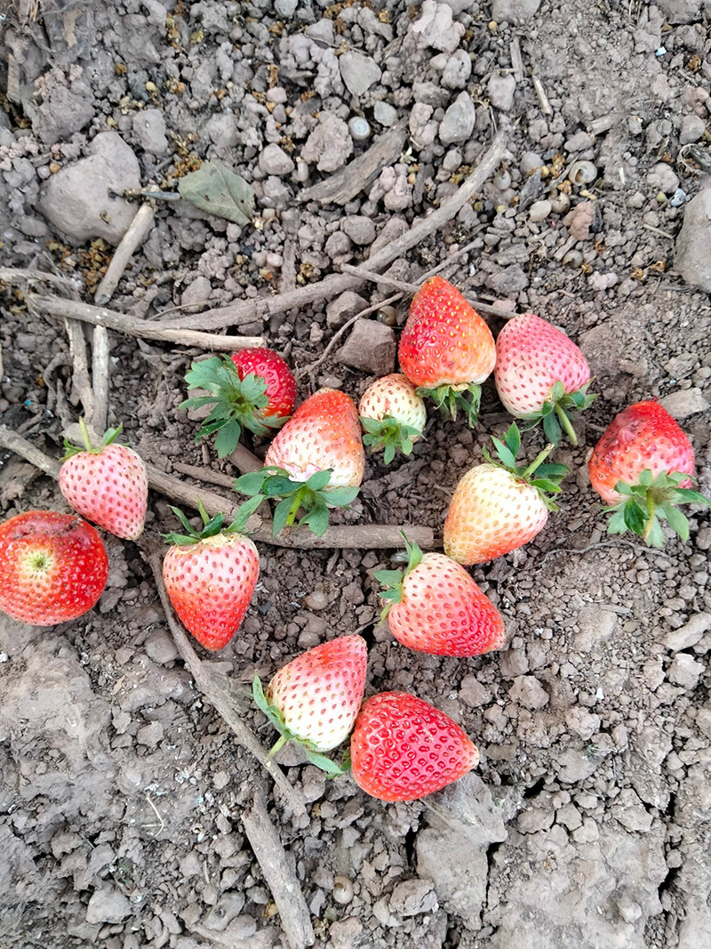 เก็บสตรอว์เบอร์รีแต่ไม่อยากจ่ายเงิน แอบซุกทิ้งตอไม้ เศรษฐกิจแบบนี้ยังทำกันลง ! เก็บสตรอว์เบอร์รีแต่ไม่อยากจ่ายเงิน แอบซุกทิ้งตอไม้ เศรษฐกิจแบบนี้ยังทำกันลง !