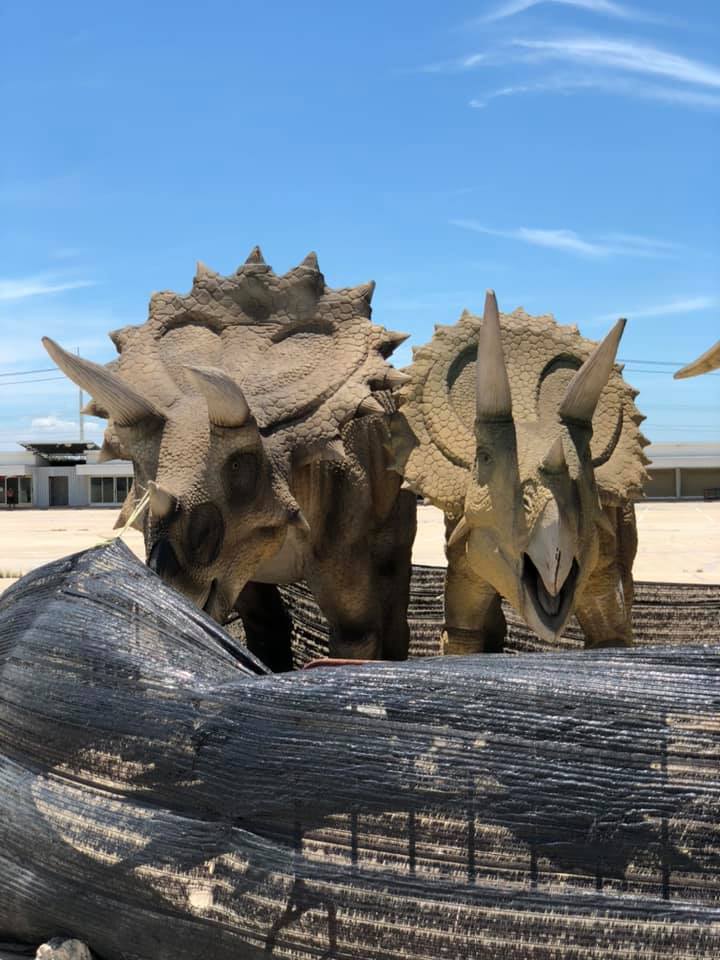 น้องไดโนเสาร์ 11 ตัวได้บ้านใหม่แล้ว ! เจ้าของปิดการขาย อวยพรให้น้องโชคดี น้องไดโนเสาร์ 11 ตัวได้บ้านใหม่แล้ว ! เจ้าของปิดการขาย อวยพรให้น้องโชคดี