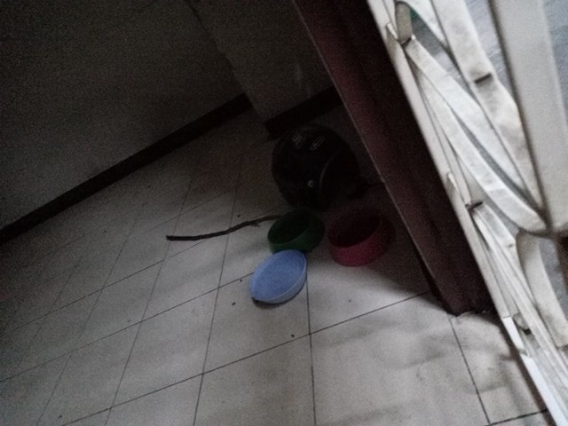 น้องแมว 2 ตัว อยู่ลำพังในห้องพัก หลังเจ้าของย้ายหนีไป นั่งเฝ้ารอไม่รู้ว่าโดนทิ้ง น้องแมว 2 ตัว อยู่ลำพังในห้องพัก หลังเจ้าของย้ายหนีไป นั่งเฝ้ารอไม่รู้ว่าโดนทิ้ง