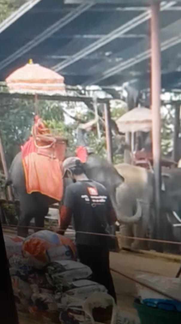 พลายจันทร์เจ้า ถูกควาญช้างใช้ตะขอตี ง้างสุดแขนสับกลางหัว ดราม่าจนปางช้างต้องพูด พลายจันทร์เจ้า ถูกควาญช้างใช้ตะขอตี ง้างสุดแขนสับกลางหัว ดราม่าจนปางช้างต้องพูด