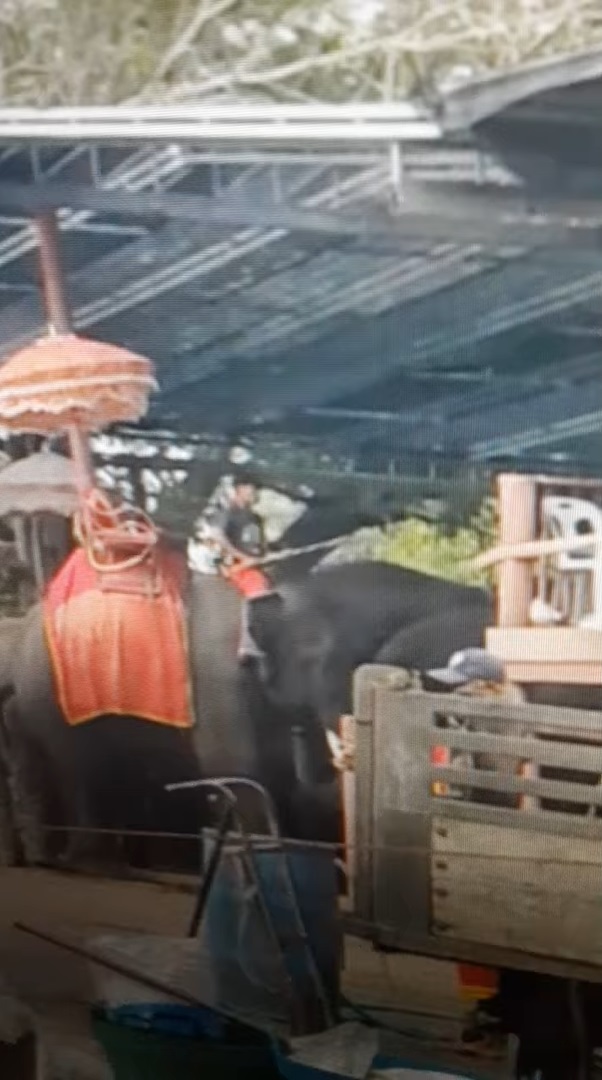 พลายจันทร์เจ้า ถูกควาญช้างใช้ตะขอตี ง้างสุดแขนสับกลางหัว ดราม่าจนปางช้างต้องพูด พลายจันทร์เจ้า ถูกควาญช้างใช้ตะขอตี ง้างสุดแขนสับกลางหัว ดราม่าจนปางช้างต้องพูด