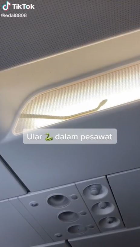 ขนลุกซู่... น้องงูปริศนา โผล่จ๊ะเอ๋บนเครื่องบิน กัปตันไม่ทน ขอลงจอดด่วน ! ขนลุกซู่... น้องงูปริศนา โผล่จ๊ะเอ๋บนเครื่องบิน กัปตันไม่ทน ขอลงจอดด่วน !