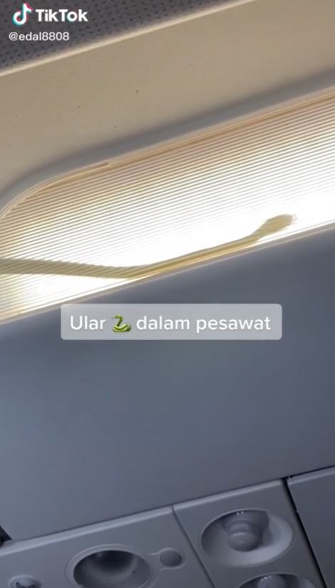 ขนลุกซู่... น้องงูปริศนา โผล่จ๊ะเอ๋บนเครื่องบิน กัปตันไม่ทน ขอลงจอดด่วน ! ขนลุกซู่... น้องงูปริศนา โผล่จ๊ะเอ๋บนเครื่องบิน กัปตันไม่ทน ขอลงจอดด่วน !