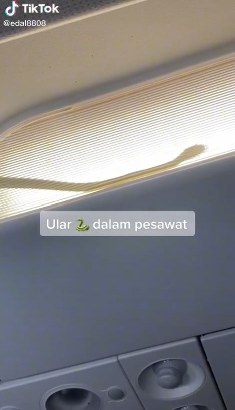 ขนลุกซู่... น้องงูปริศนา โผล่จ๊ะเอ๋บนเครื่องบิน กัปตันไม่ทน ขอลงจอดด่วน ! ขนลุกซู่... น้องงูปริศนา โผล่จ๊ะเอ๋บนเครื่องบิน กัปตันไม่ทน ขอลงจอดด่วน !