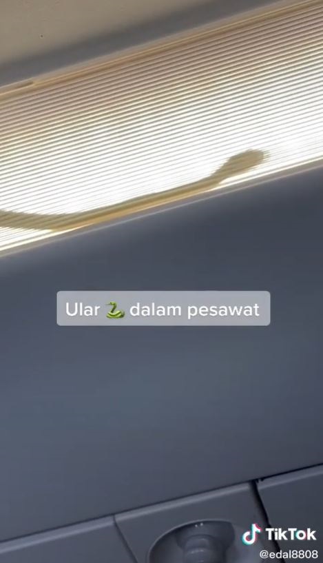 ขนลุกซู่... น้องงูปริศนา โผล่จ๊ะเอ๋บนเครื่องบิน กัปตันไม่ทน ขอลงจอดด่วน ! ขนลุกซู่... น้องงูปริศนา โผล่จ๊ะเอ๋บนเครื่องบิน กัปตันไม่ทน ขอลงจอดด่วน !