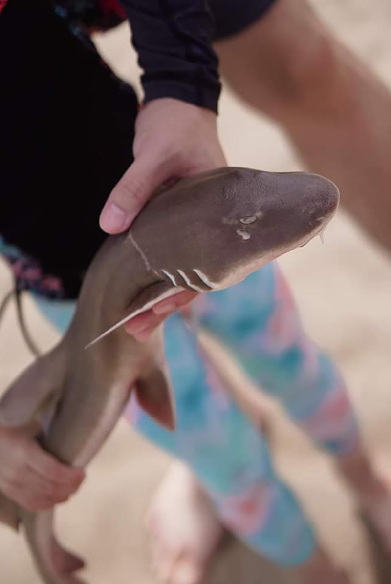 กองทัพเรือ แจงดราม่า บล็อกเกอร์สายเที่ยวปล่อยฉลามลงทะเล ย้ำสั่งห้ามจัดกิจกรรมนานแล้ว กองทัพเรือ แจงดราม่า บล็อกเกอร์สายเที่ยวปล่อยฉลามลงทะเล ย้ำสั่งห้ามจัดกิจกรรมนานแล้ว