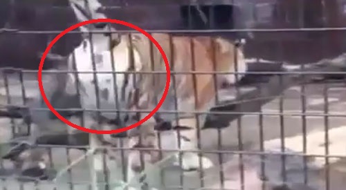 เสือไซบีเรียหันก้นพ่นฉี่ใส่นักท่องเที่ยว เสือไซบีเรียหันก้นพ่นฉี่ใส่นักท่องเที่ยว