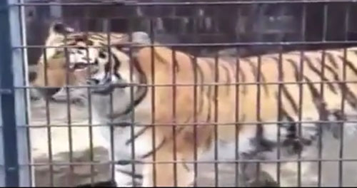 เสือไซบีเรียหันก้นพ่นฉี่ใส่นักท่องเที่ยว เสือไซบีเรียหันก้นพ่นฉี่ใส่นักท่องเที่ยว