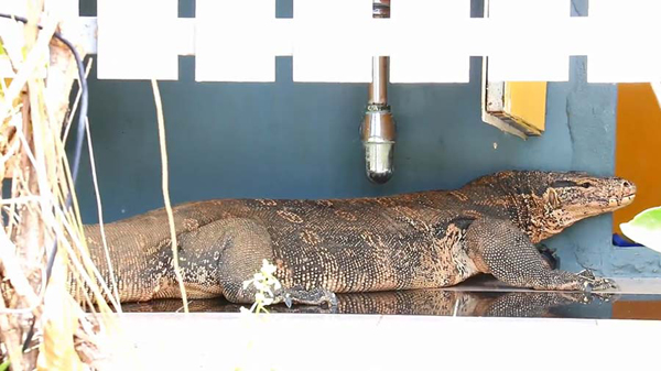 ตัวเงินตัวทองไซส์พี่บิ๊กโผล่ร้านอาหาร ลูกค้าแตกตื่น-ไล่จับชุลมุน ตัวเงินตัวทองไซส์พี่บิ๊กโผล่ร้านอาหาร ลูกค้าแตกตื่น-ไล่จับชุลมุน