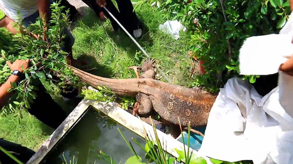 ตัวเงินตัวทองไซส์พี่บิ๊กโผล่ร้านอาหาร ลูกค้าแตกตื่น-ไล่จับชุลมุน ตัวเงินตัวทองไซส์พี่บิ๊กโผล่ร้านอาหาร ลูกค้าแตกตื่น-ไล่จับชุลมุน