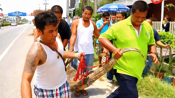 ตัวเงินตัวทองไซส์พี่บิ๊กโผล่ร้านอาหาร ลูกค้าแตกตื่น-ไล่จับชุลมุน ตัวเงินตัวทองไซส์พี่บิ๊กโผล่ร้านอาหาร ลูกค้าแตกตื่น-ไล่จับชุลมุน