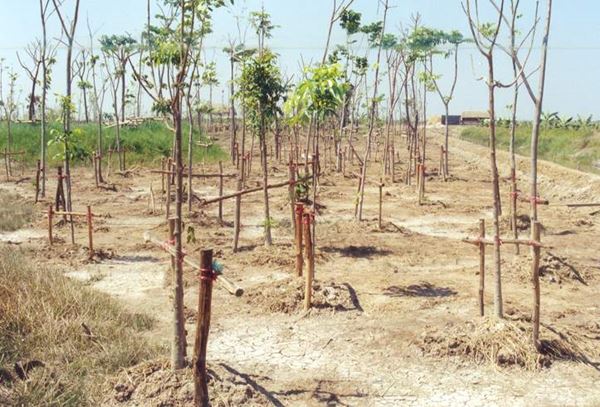 วันดินโลก (World Soil Day) วันดินโลก (World Soil Day)