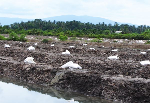 วันดินโลก (World Soil Day) วันดินโลก (World Soil Day)