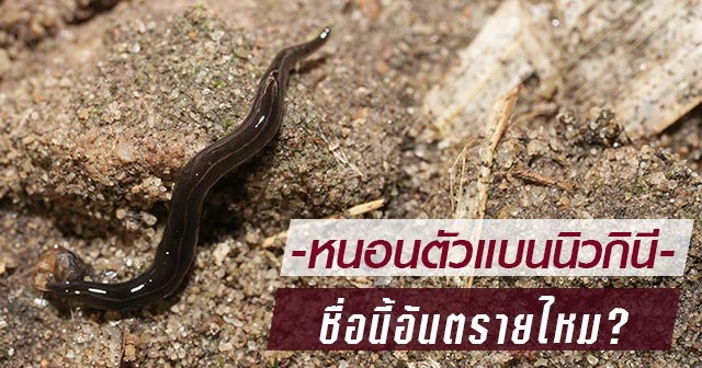 หนอนแบนนิวกินี หนอนแบนนิวกินี