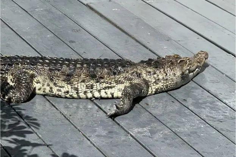 จระเข้ จระเข้