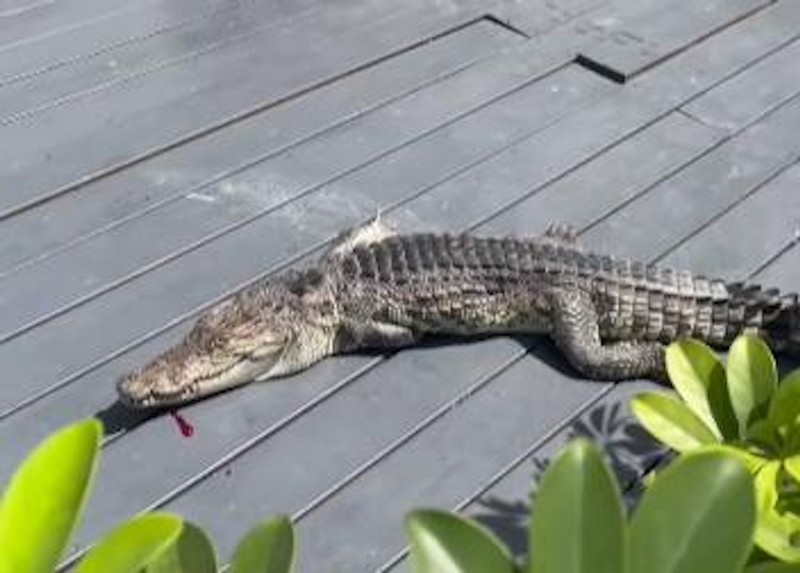 จระเข้ จระเข้