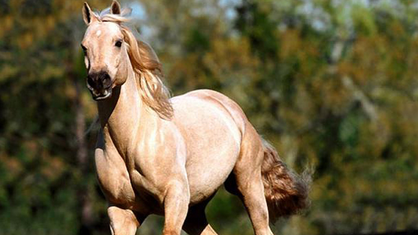 นี่คือโฉมหน้าของ 10 อันดับสัตว์ที่วิ่งเร็วที่สุดในโลก เร็วแค่ไหนไปดู นี่คือโฉมหน้าของ 10 อันดับสัตว์ที่วิ่งเร็วที่สุดในโลก เร็วแค่ไหนไปดู