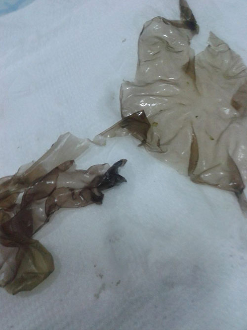 สาหร่ายปลอมระบาดหนัก ล่าสุดพบอีกที่ตลาดนัด มธ.รังสิต สาหร่ายปลอมระบาดหนัก ล่าสุดพบอีกที่ตลาดนัด มธ.รังสิต