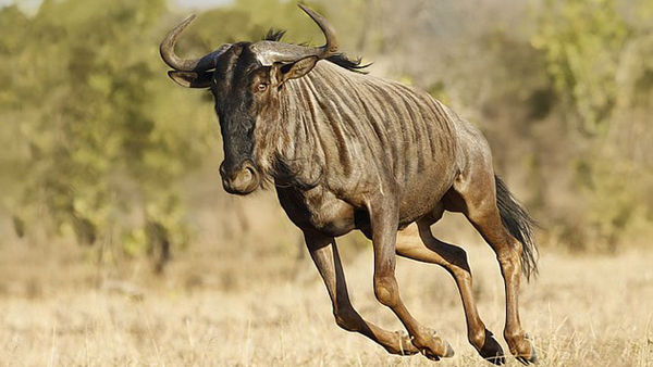 นี่คือโฉมหน้าของ 10 อันดับสัตว์ที่วิ่งเร็วที่สุดในโลก เร็วแค่ไหนไปดู นี่คือโฉมหน้าของ 10 อันดับสัตว์ที่วิ่งเร็วที่สุดในโลก เร็วแค่ไหนไปดู